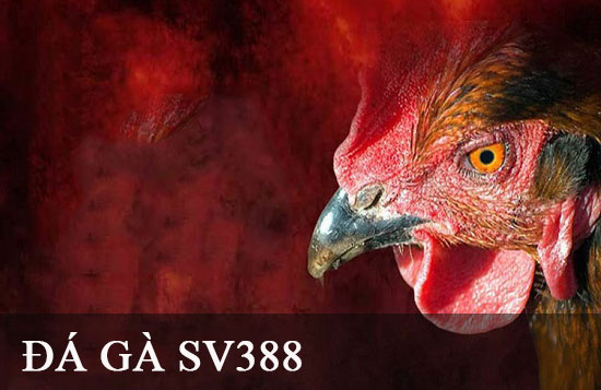 Đánh giá tổng thể 79King - 79King