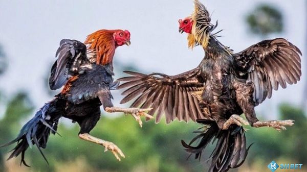 Hé lộ bí quyết để nhanh chóng đạt điểm Wibo88 - Wibo88